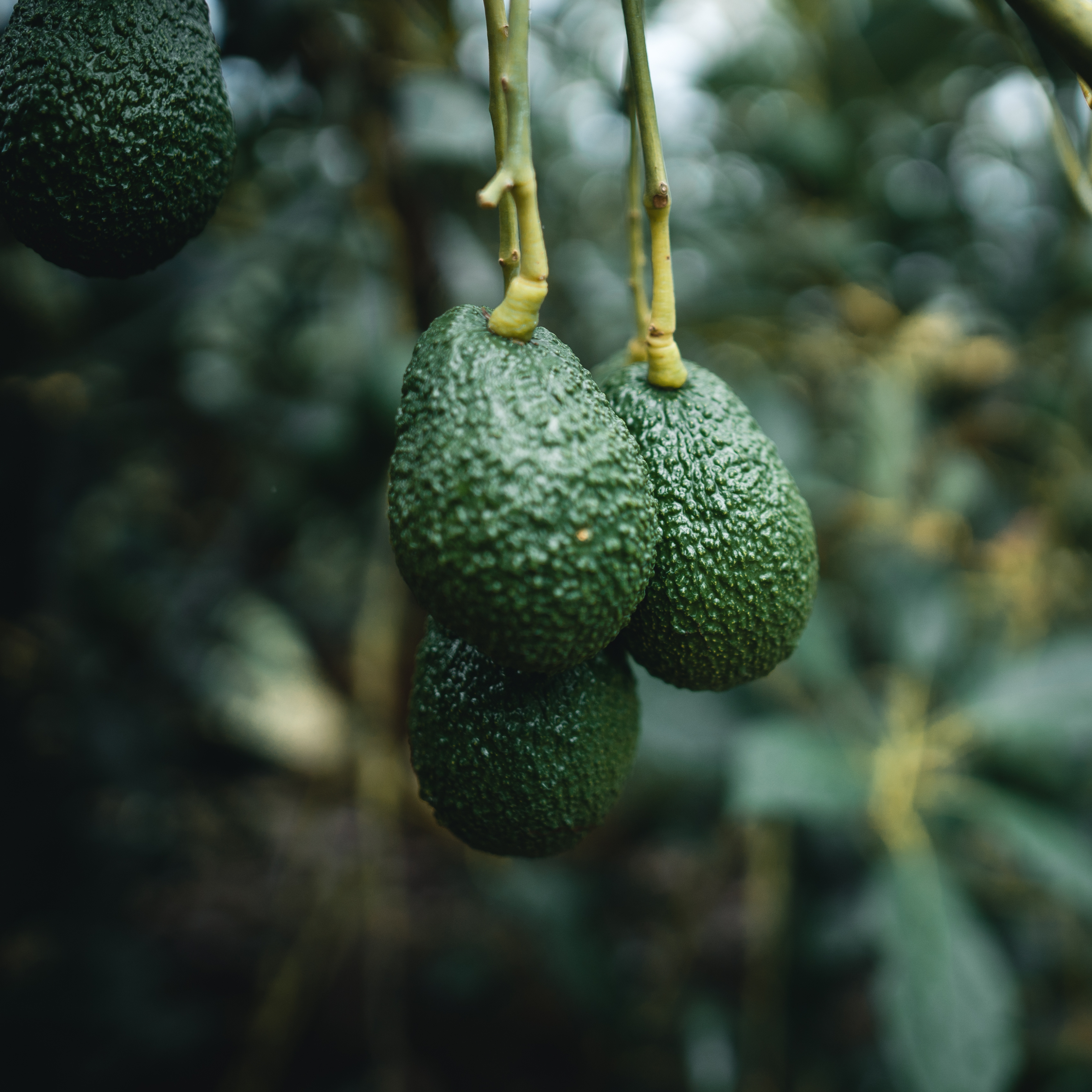 Avocado