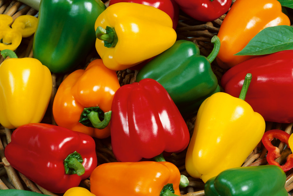 Capsicum