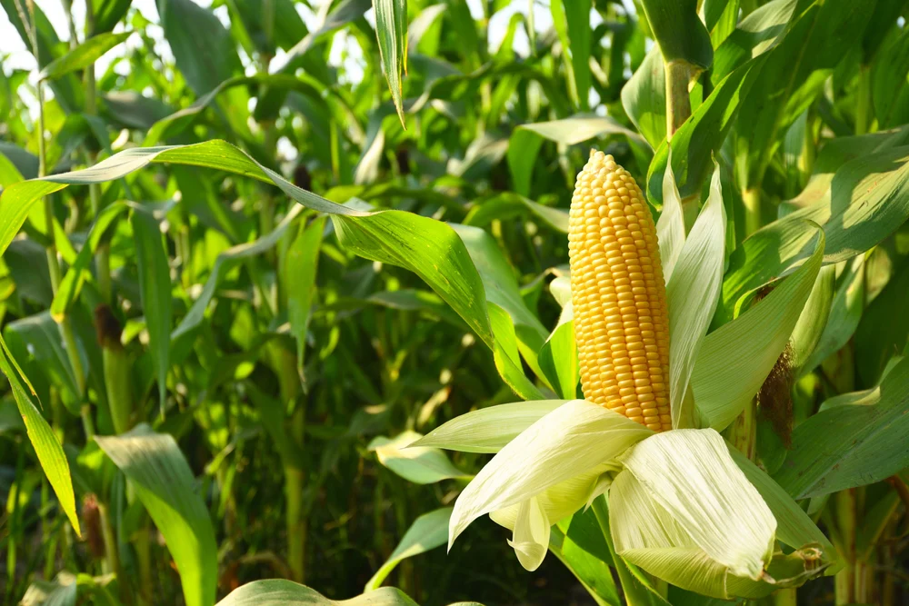 Maize