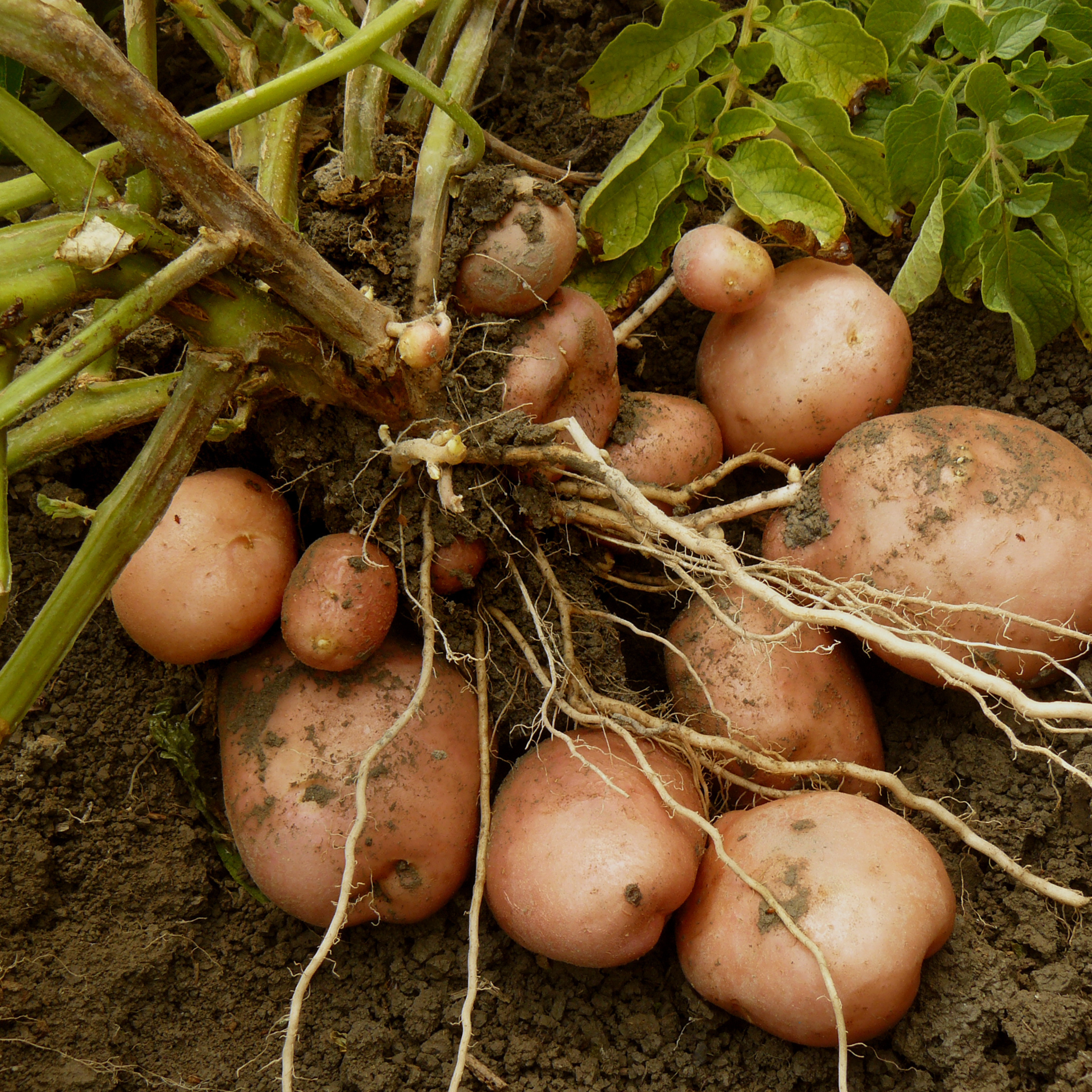 Potato