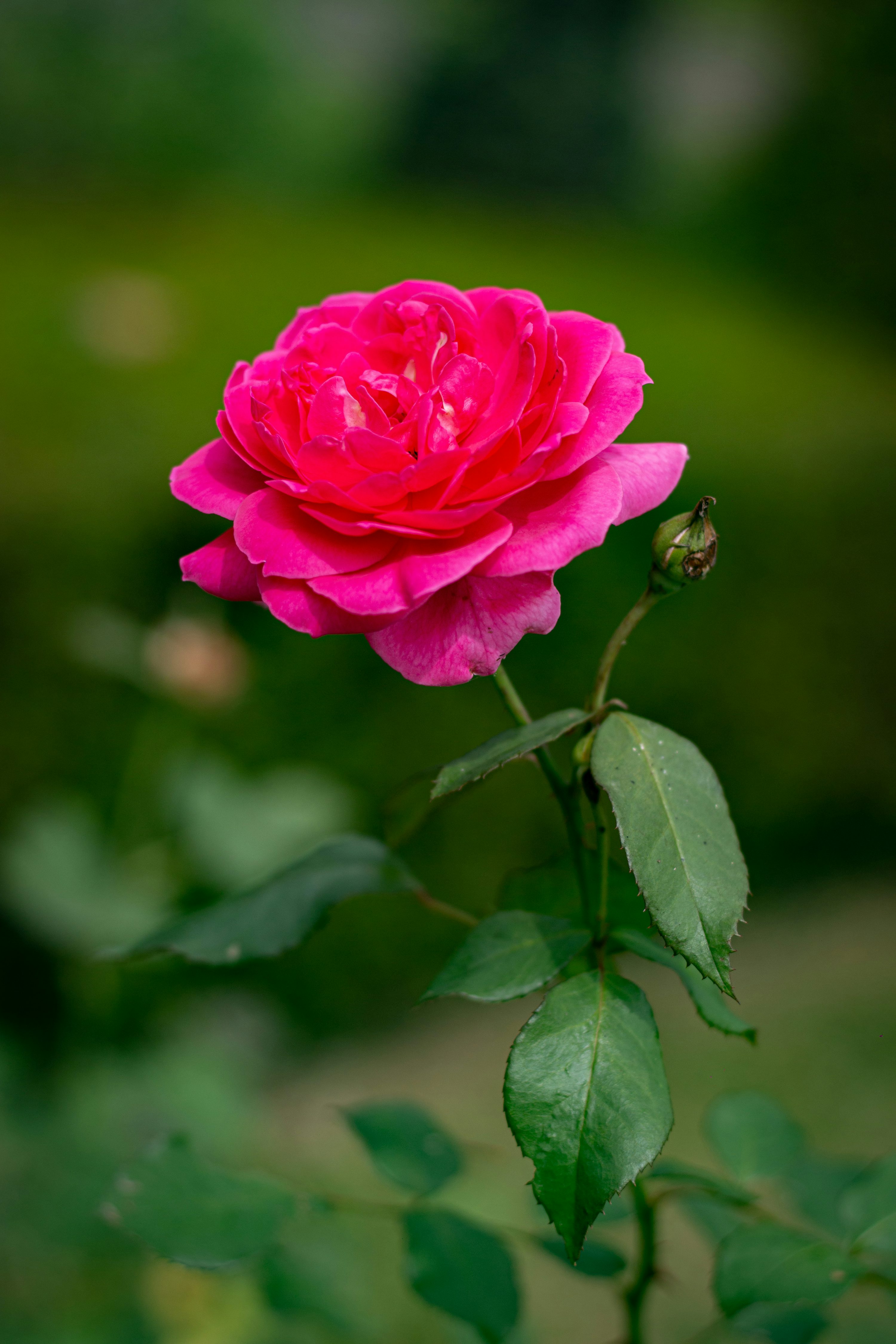 Roses