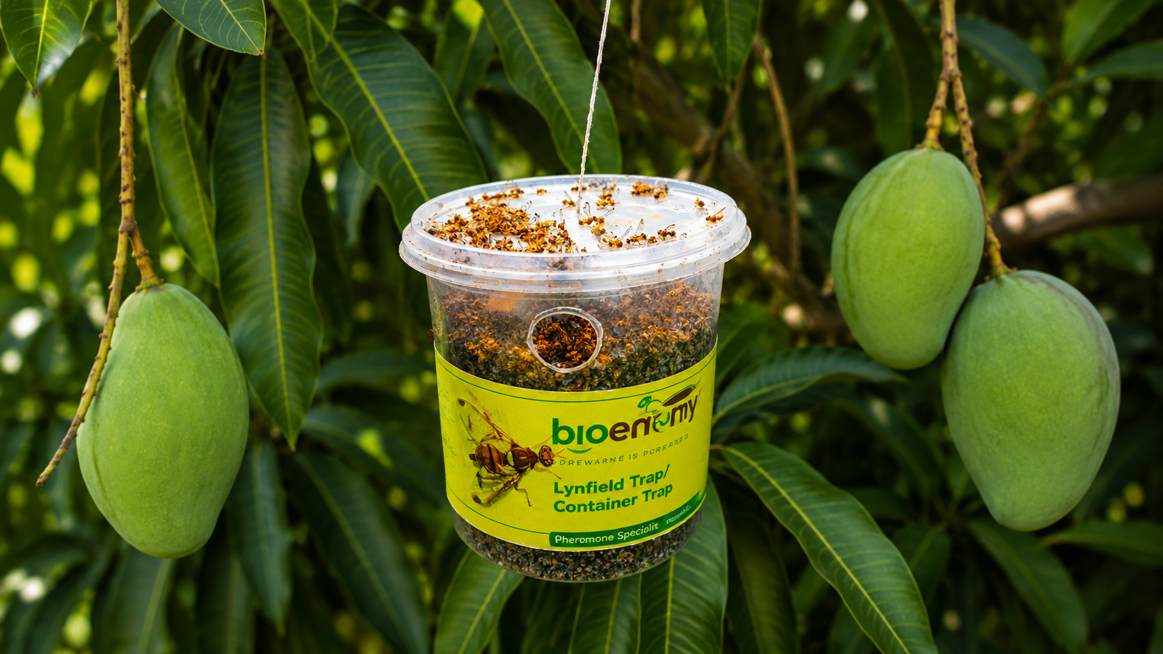Pheromone traps in avocado orchard