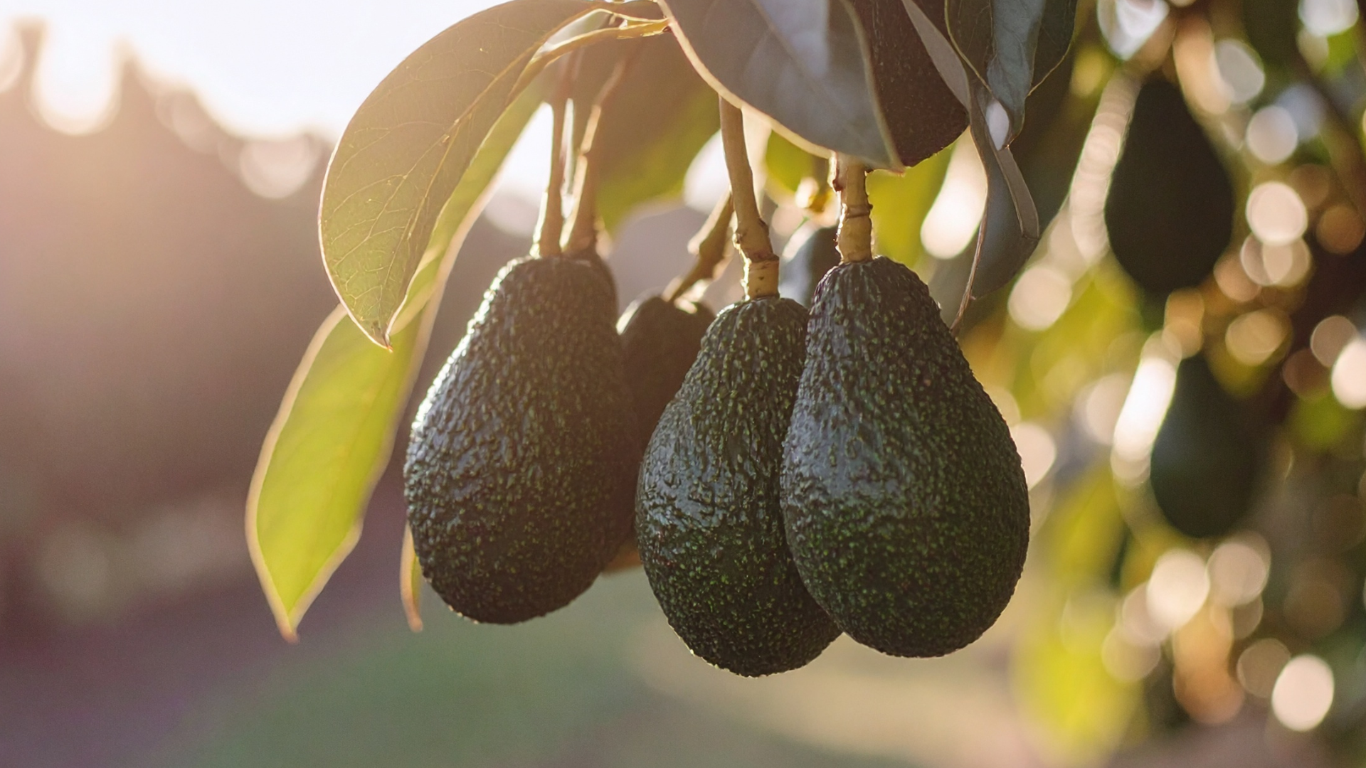 Avocado orchard Kenya