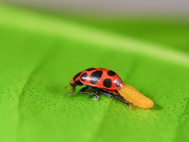 Predatory mites in greenhouse