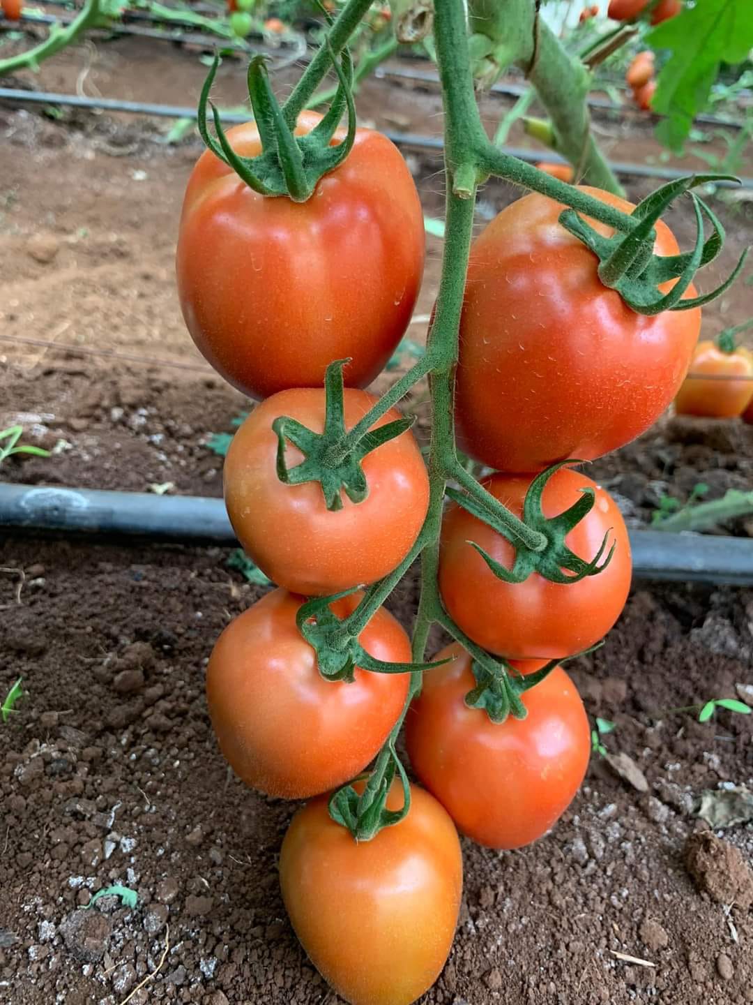 Tomato